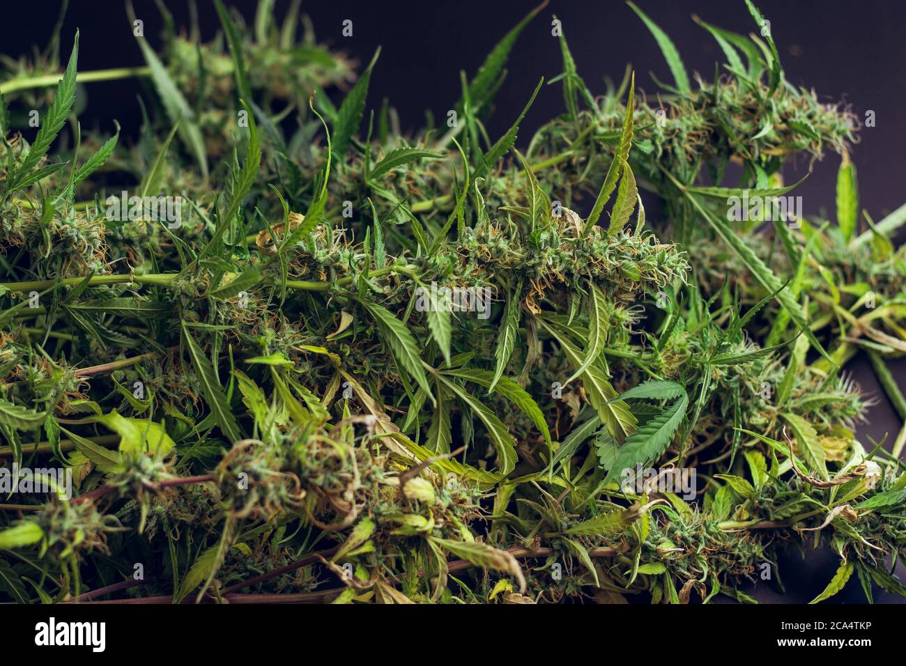 Cannabispflanzen auf schwarzem Hintergrund. Medizinische Marihuana Knospen aus der Nähe. Bio-Unkraut wachsen Stockfoto