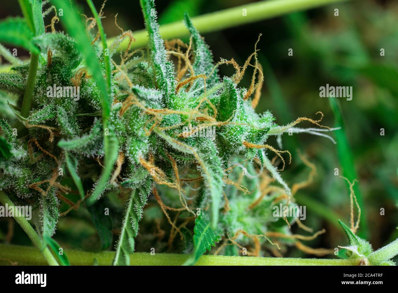 Cannabis Nahaufnahme von Knospen. Marihuana Makroaufnahme. THC-Kristalle Trichome. Stockfoto