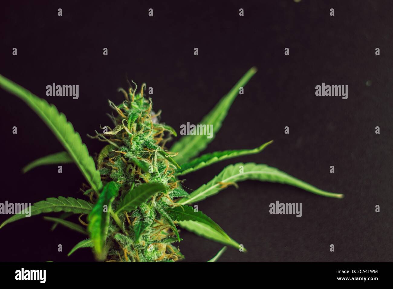 Cannabispflanze auf schwarzem Hintergrund mit Kopierraum, legale medizinische Marihuana-Knospen Stockfoto
