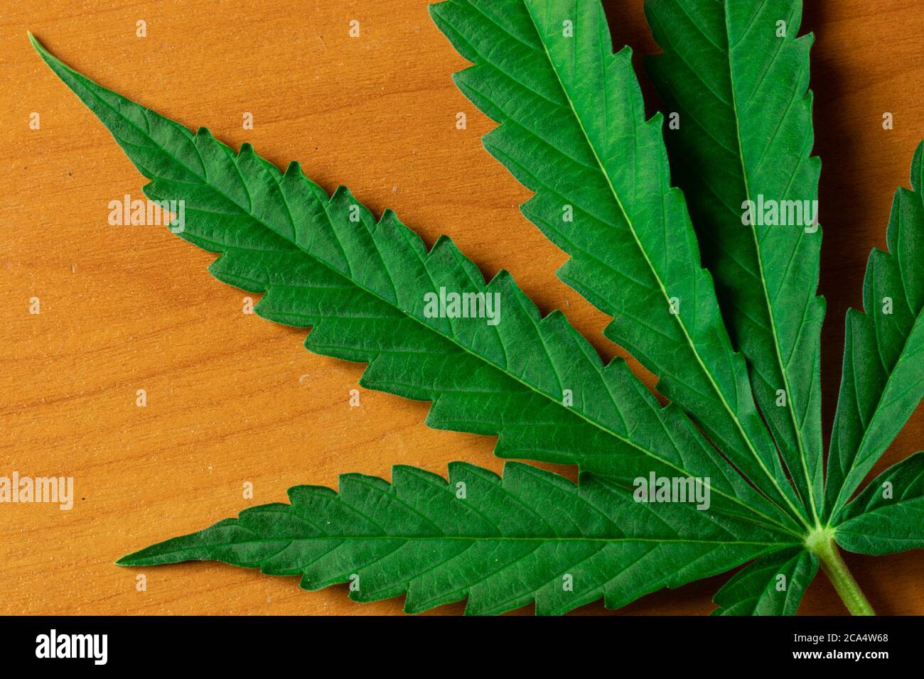 Großes grünes Cannabisblatt Draufsicht auf Hintergrund. Raumdesign kopieren. Marihuana-Geschäft. THC-Industriekonzept Stockfoto