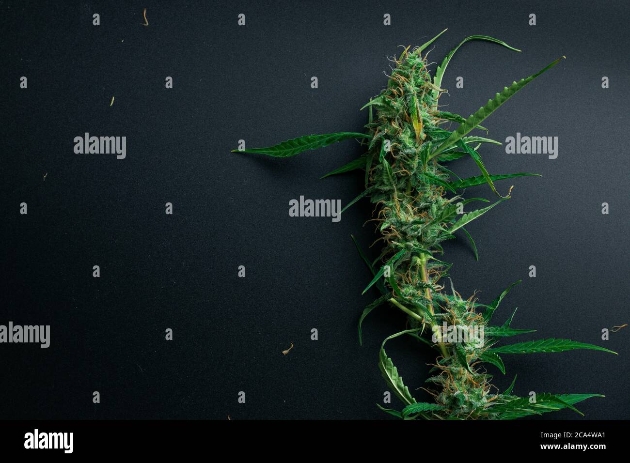Cannabispflanze mit Knospen auf schwarzem Hintergrund mit Kopierraum. Marihuana flach legen Stockfoto