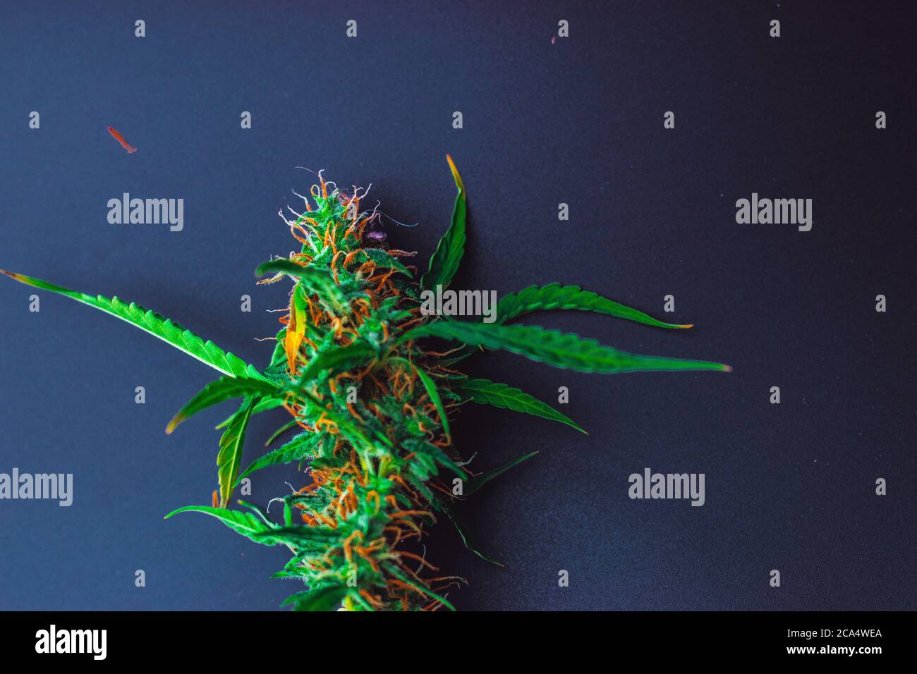 Bunte Marihuana Cannabispflanze auf schwarzem Hintergrund mit Kopierraum Stockfoto