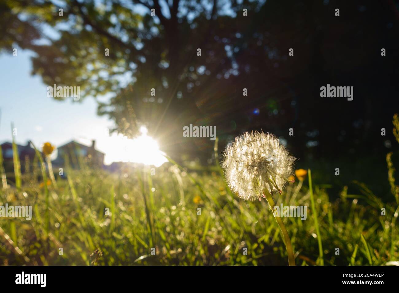 Nahansicht eines Löwenzahn-Kopfes mit hellem Sonnenlicht und Gehäuse im Hintergrund.Es ist auf einem unbemoundeten Waldrand von Ein grüner urbaner Raum.Bild Stockfoto