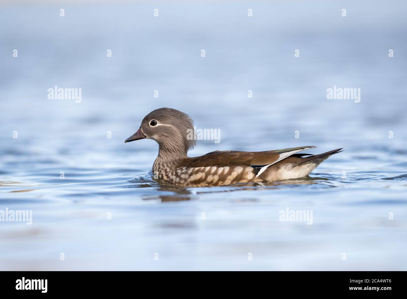 Mandarin Duck; Aix galericulata; Weiblich; Devon; Großbritannien Stockfoto