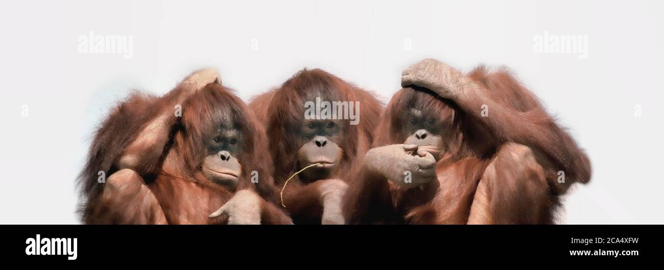 Nahaufnahme von drei Orang-Utans Stockfoto