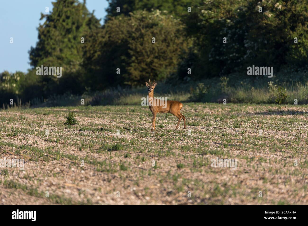 Roe Deer; Capreolus capreolus; Stag; Großbritannien Stockfoto