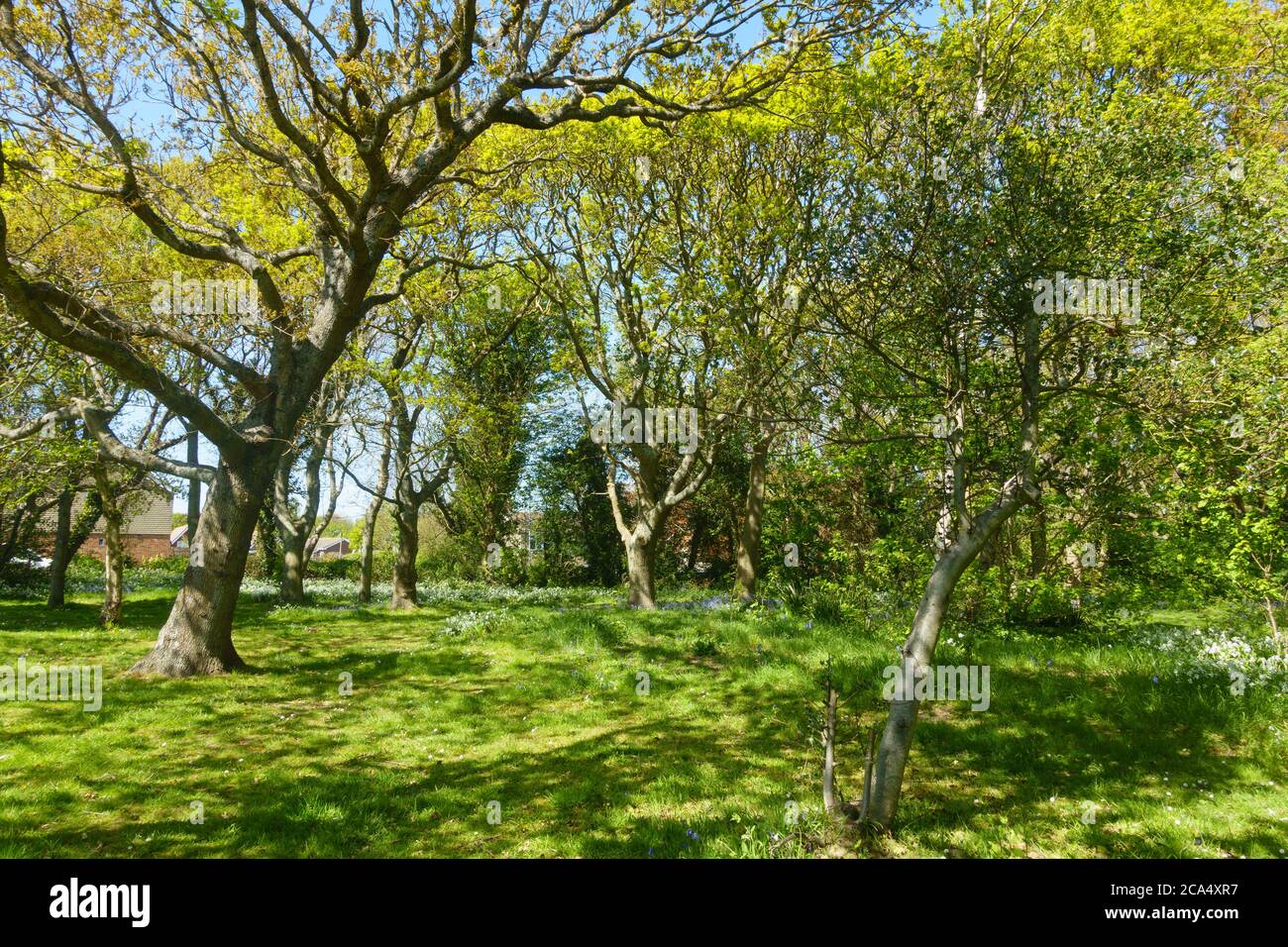 Eine städtische Grünfläche mit neu gesprungten Blättern auf Bäumen Und Bluebells und Holz Anemonen mit etwas Gehäuse im Hintergrund.Sunny Frühlingstag.Bild Stockfoto