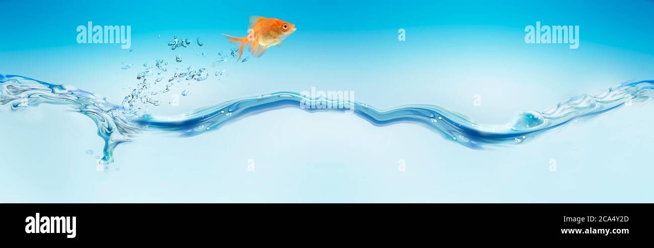 Goldfische springen aus dem Wasser Stockfoto