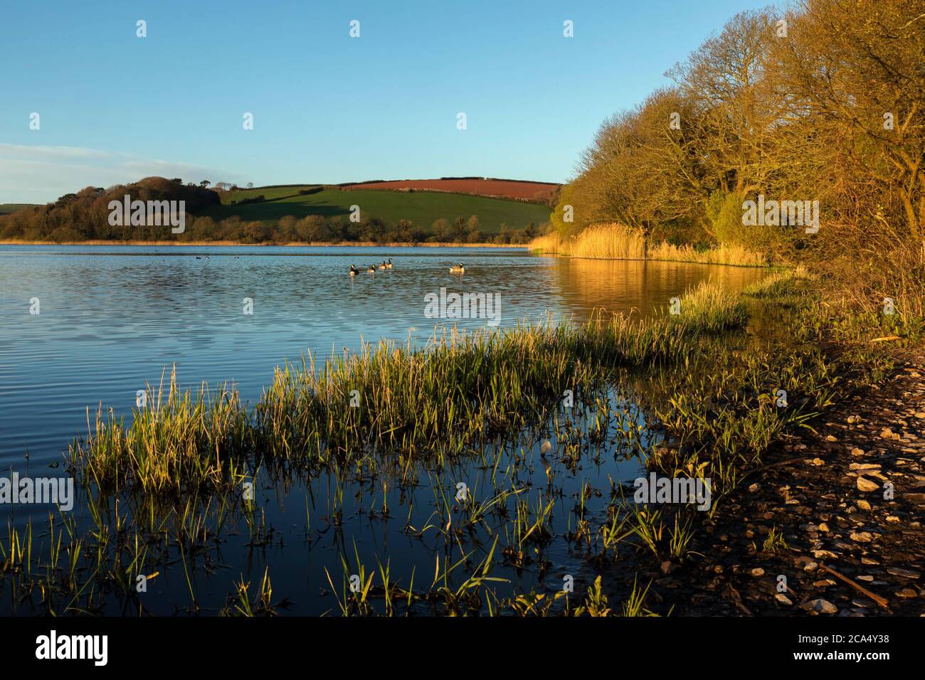 Slapton Ley; Devon; Großbritannien Stockfoto