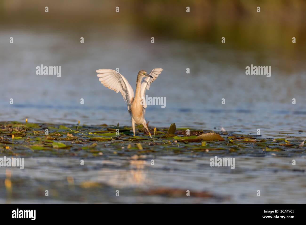 Squacco Heron; Ardeola ralloides; Ungarn Stockfoto