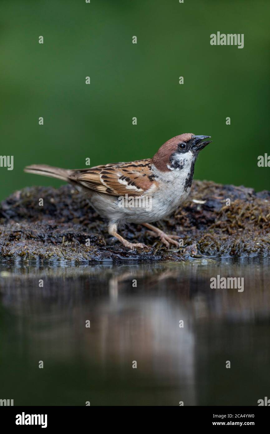 Baumsparrow; Passer montanus; Trinken; Großbritannien Stockfoto