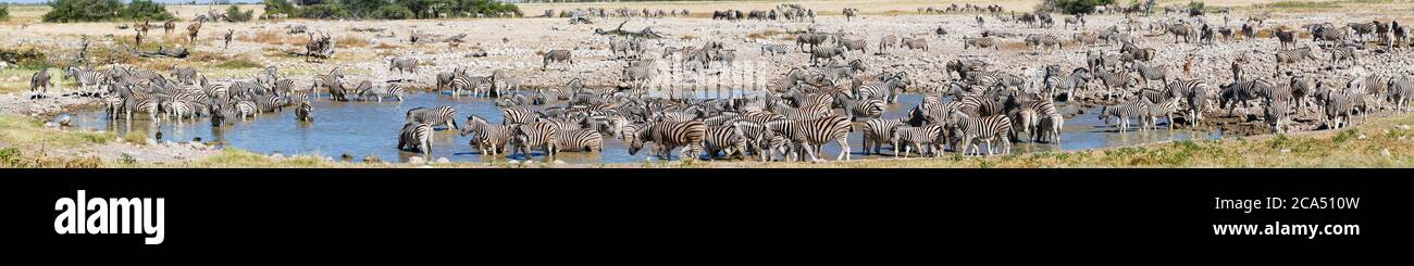 Zebras (Equus quagga) trinken im Okaukuejo Waterhole, Etosha National Park, Namibia, Afrika Stockfoto