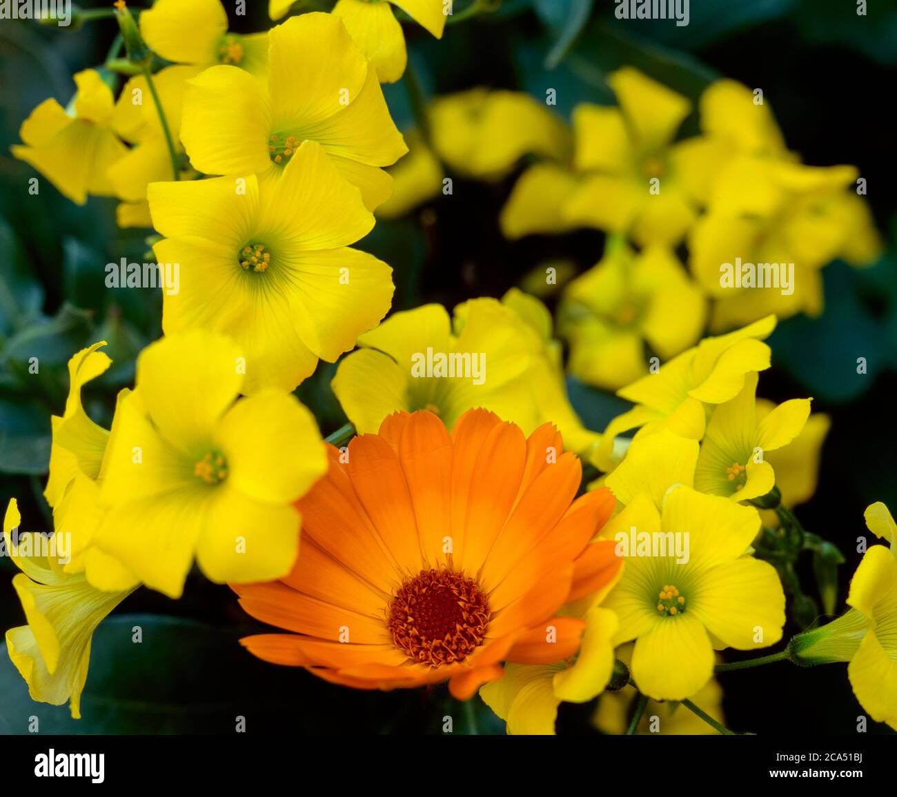 Gelb und Orange Wildblumen Stockfoto