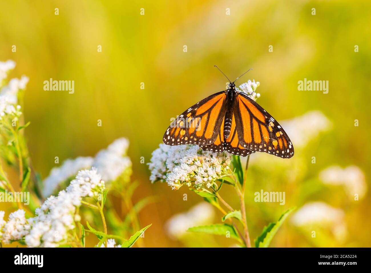 Nahaufnahme von Monarch Butterfly (Danus plexippus) auf American Boneset (Eupatorium perfoliatum), Marion Co., Illinois, USA Stockfoto