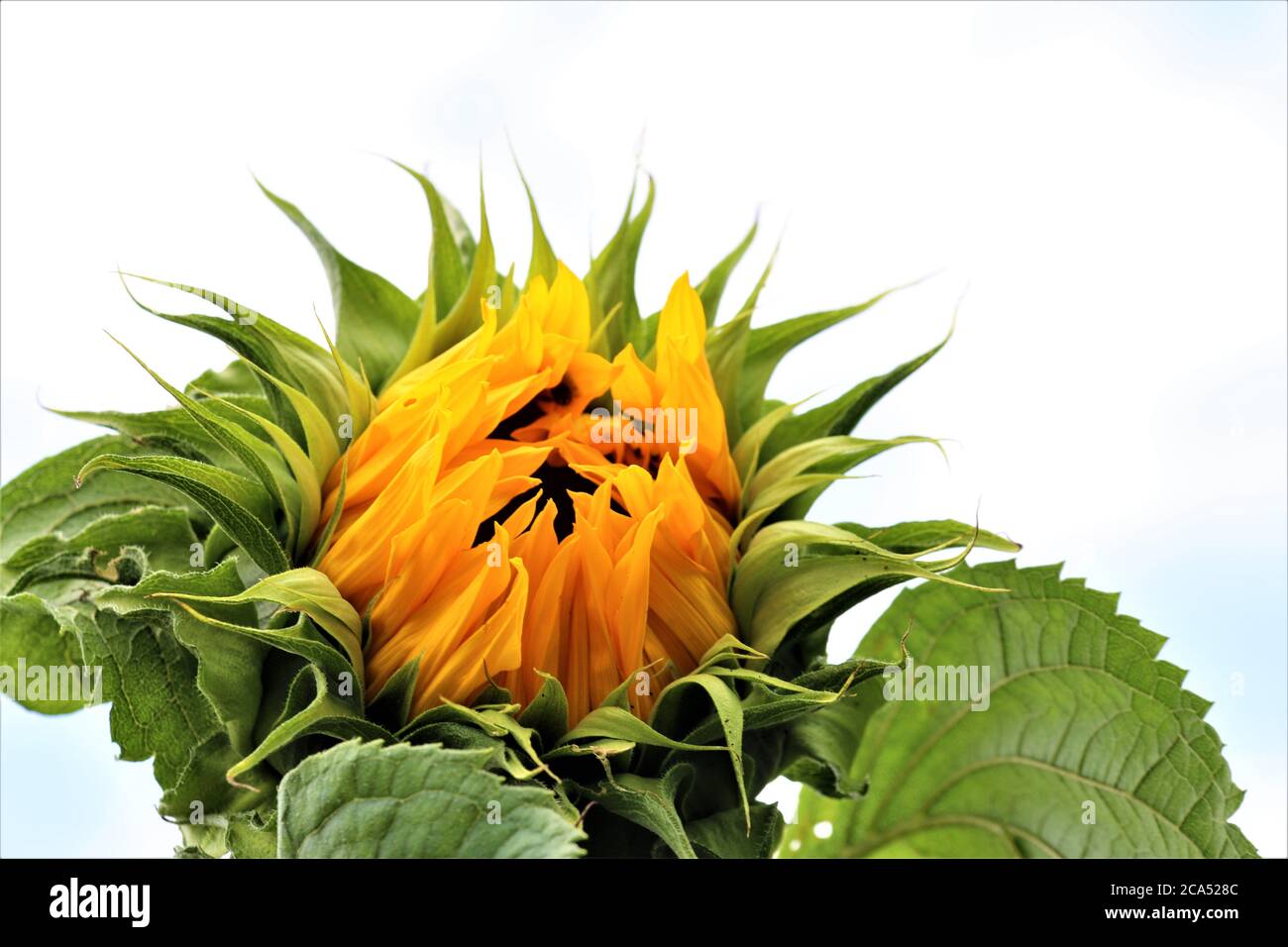 Sonnenblume, nur Öffnung mit grünen Blättern gegen einen bewölkten Himmel Stockfoto