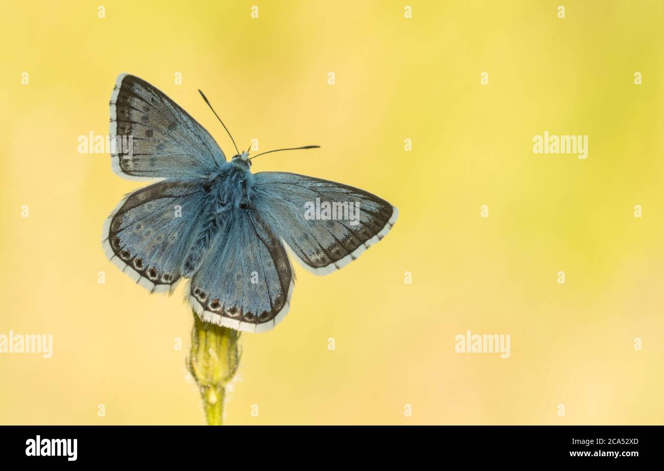 Ein männlicher Chalkhill Blauer Schmetterling (Polyommatus Coridon), der sich mit offenen Flügeln sonnt. Stockfoto