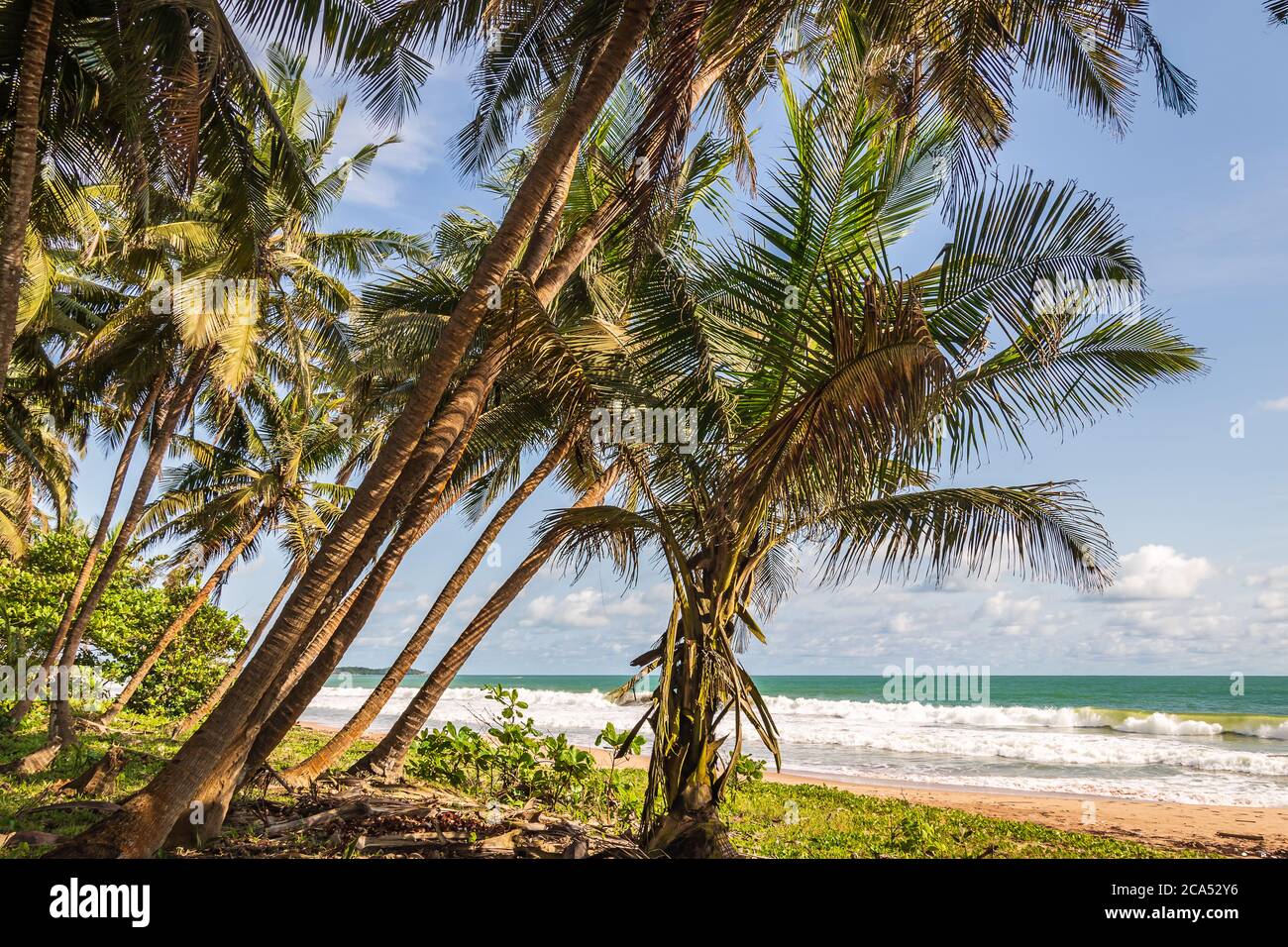Blick zwischen Palmen und Strand aus dem Dschungel zwischen Palmen in Ghana Westafrika Stockfoto