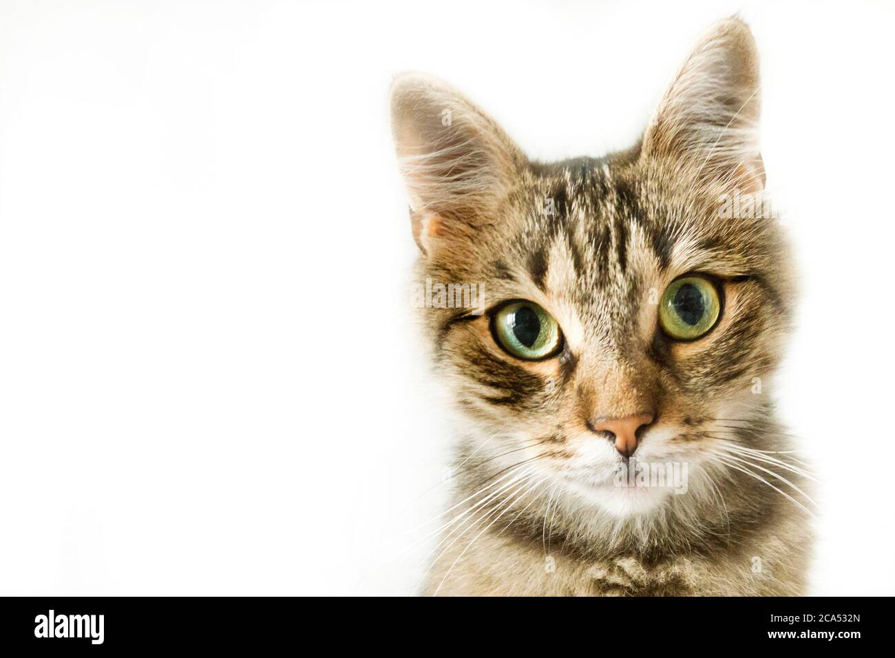 Europäisches Kurzhaar Katzenportrait Stockfoto