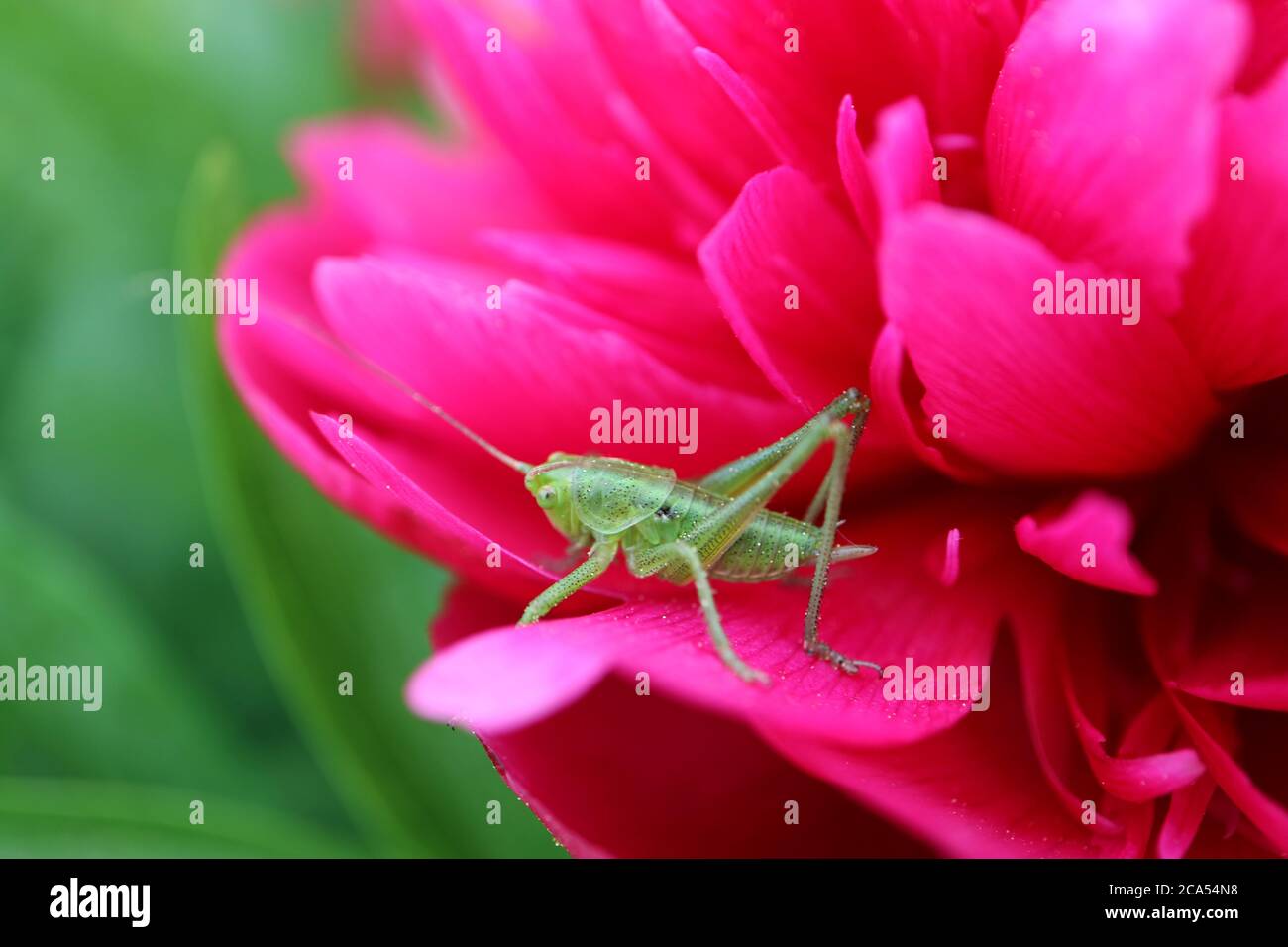 Grüne Heuschrecke auf dem roten Pfingstrosenblatt im Garten, grüne Heuschrecke auf rotem Pfingstrosenmakro, Wildtierinsekt auf Blume, Frühlingsnatur im Garten Stockfoto