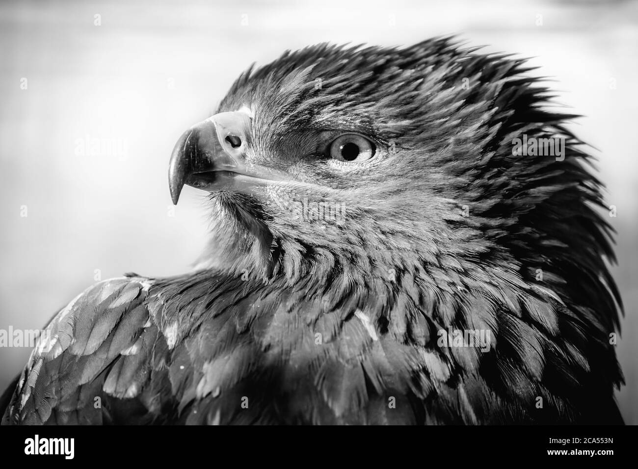 Gemalter Adler, blasser Morph, Aquila pennata, Porträt, schwarz und weiß. Stockfoto