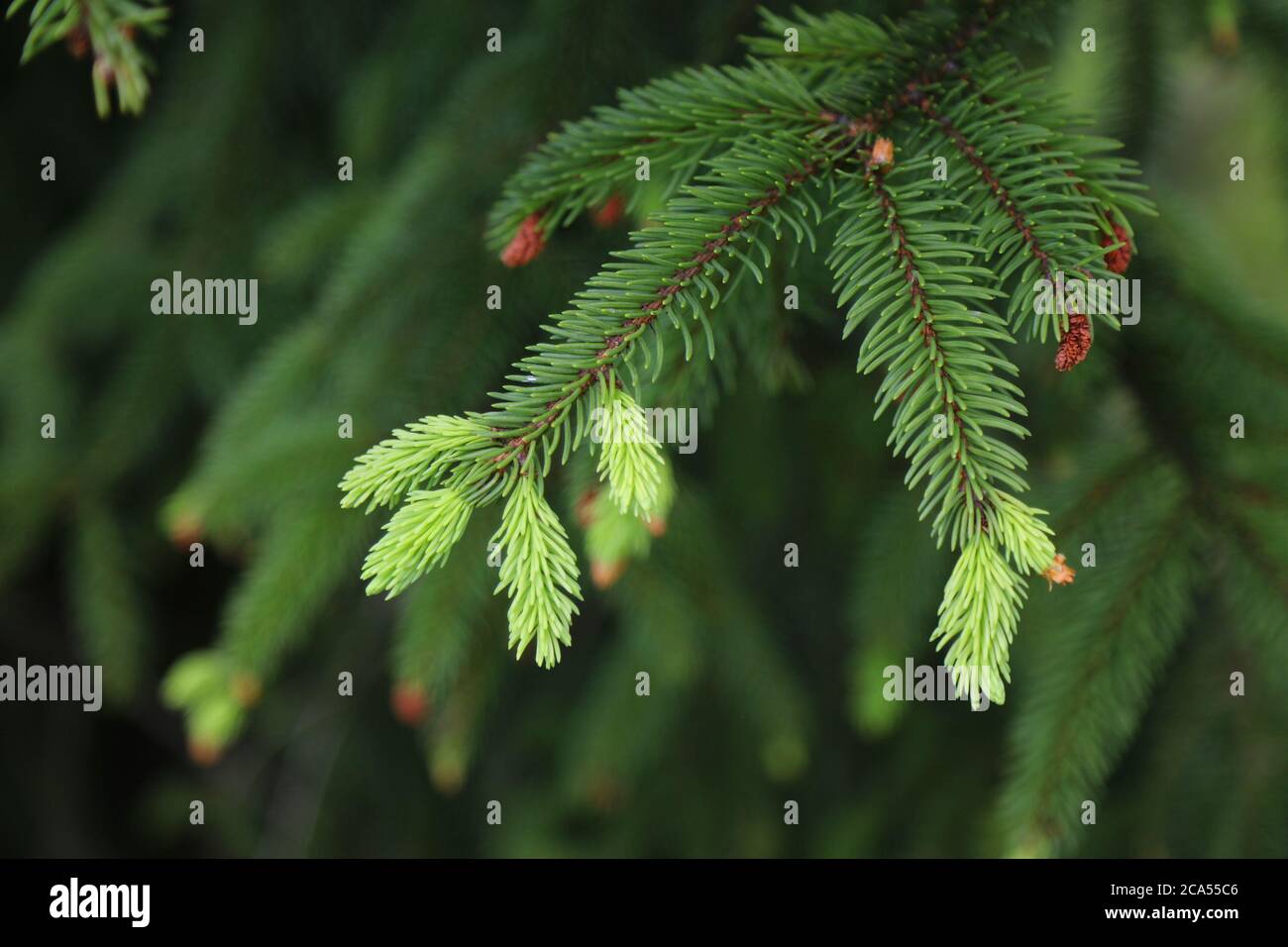 Europäischer Fichtenbaum neues Wachstum (hellgrün). Picea abies Baum. Stockfoto