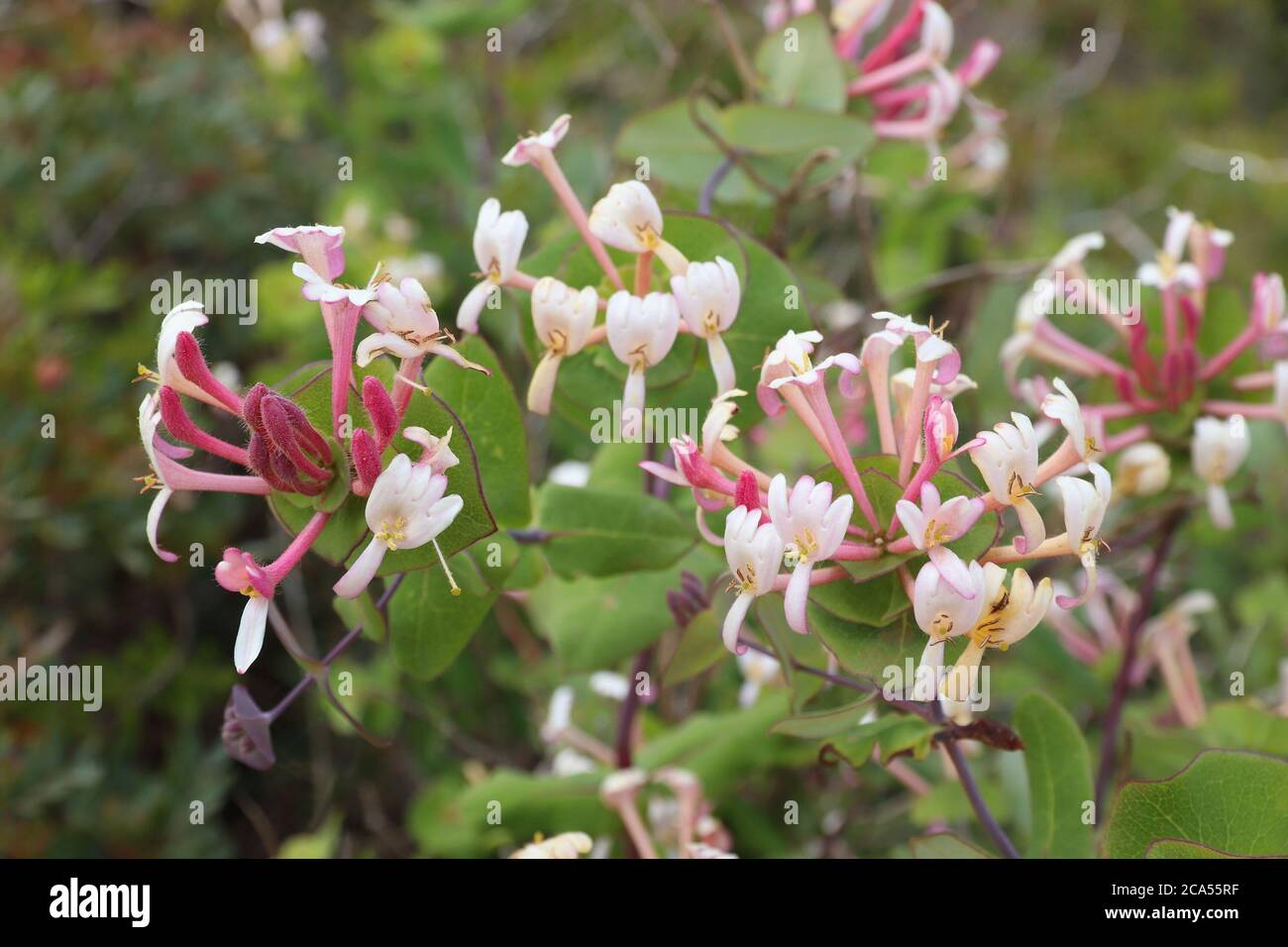 Portugal Pflanzenarten - Lonicera etrusca (Etruskische geißblatt) in der Region Algarve. Stockfoto