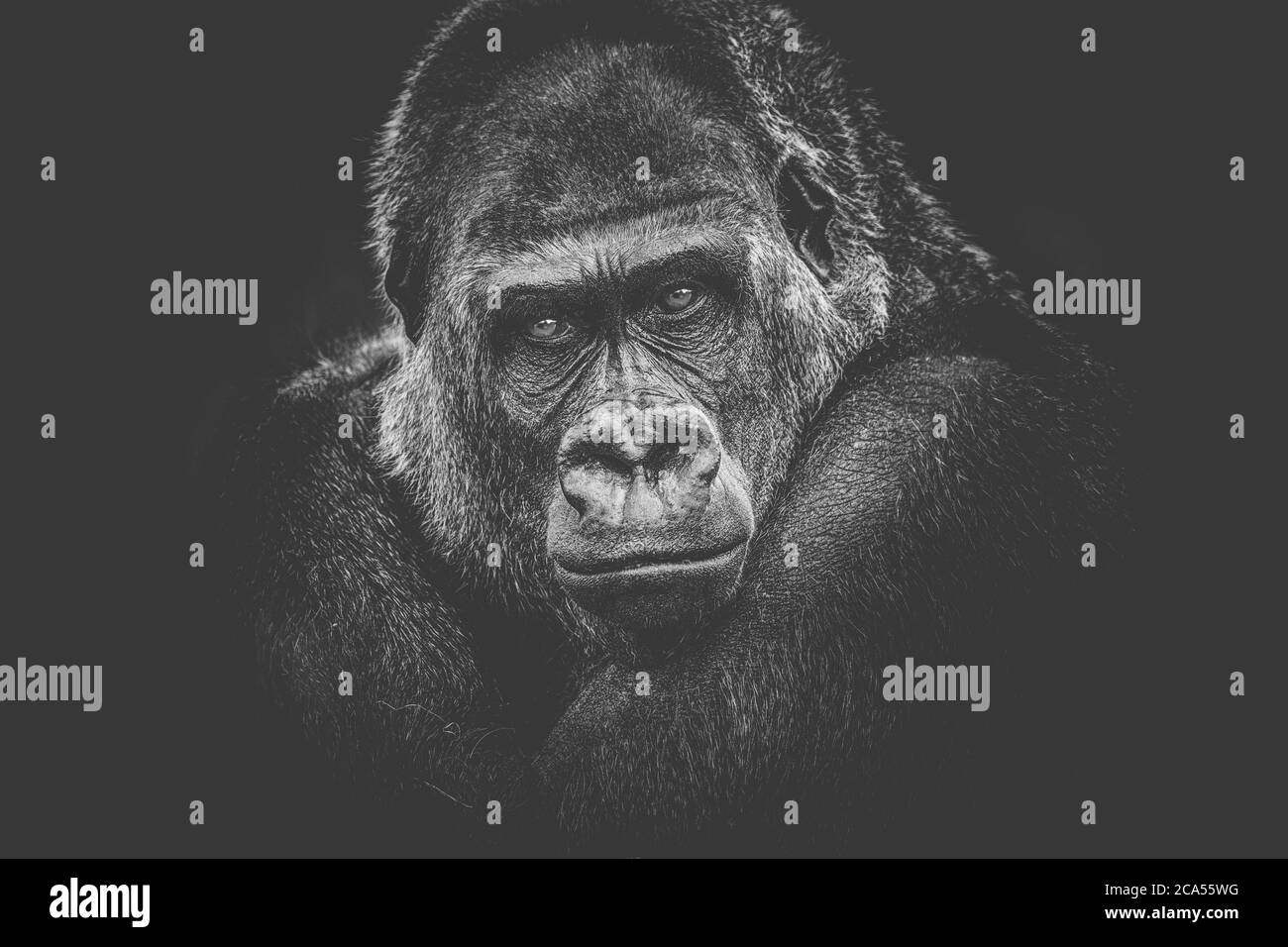 gorilla gefährlich aussehen dunklen Hintergrund. Stockfoto