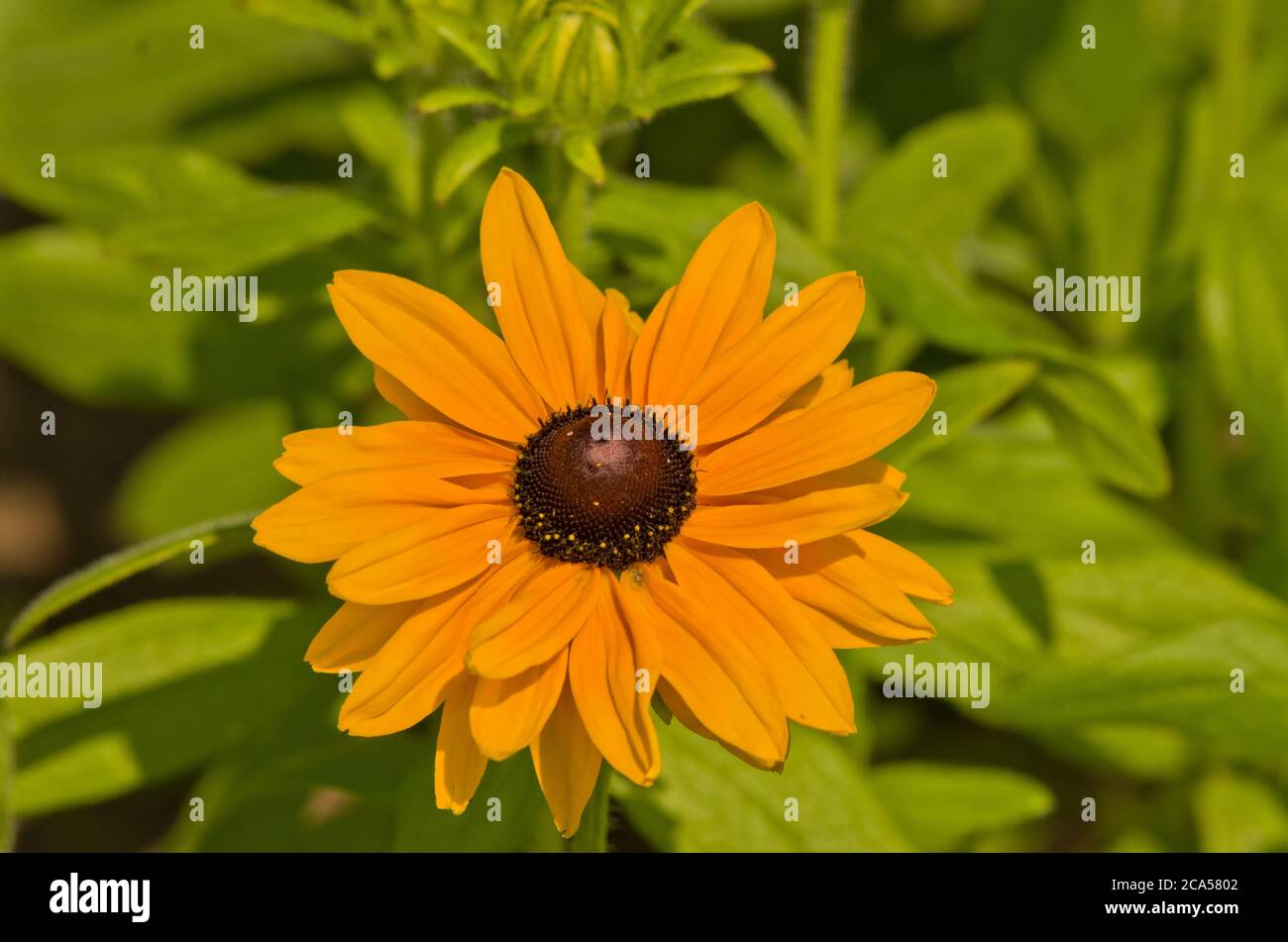 Rudbeckia Hirta Marokkanische Sonne Stockfoto