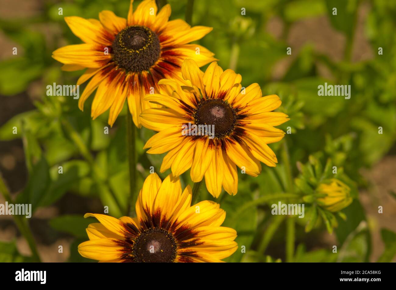 Rudbeckia Hirta Widder Stockfoto