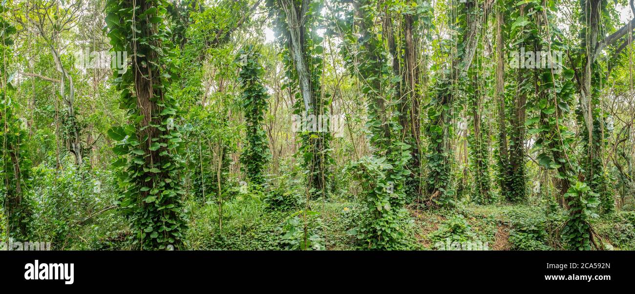 Reben im grünen üppigen Wald, Kauai, Hawaii, USA Stockfoto