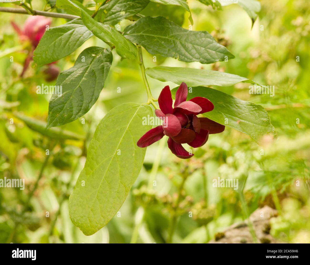 Calycanthus 'Aphrodite' Stockfoto