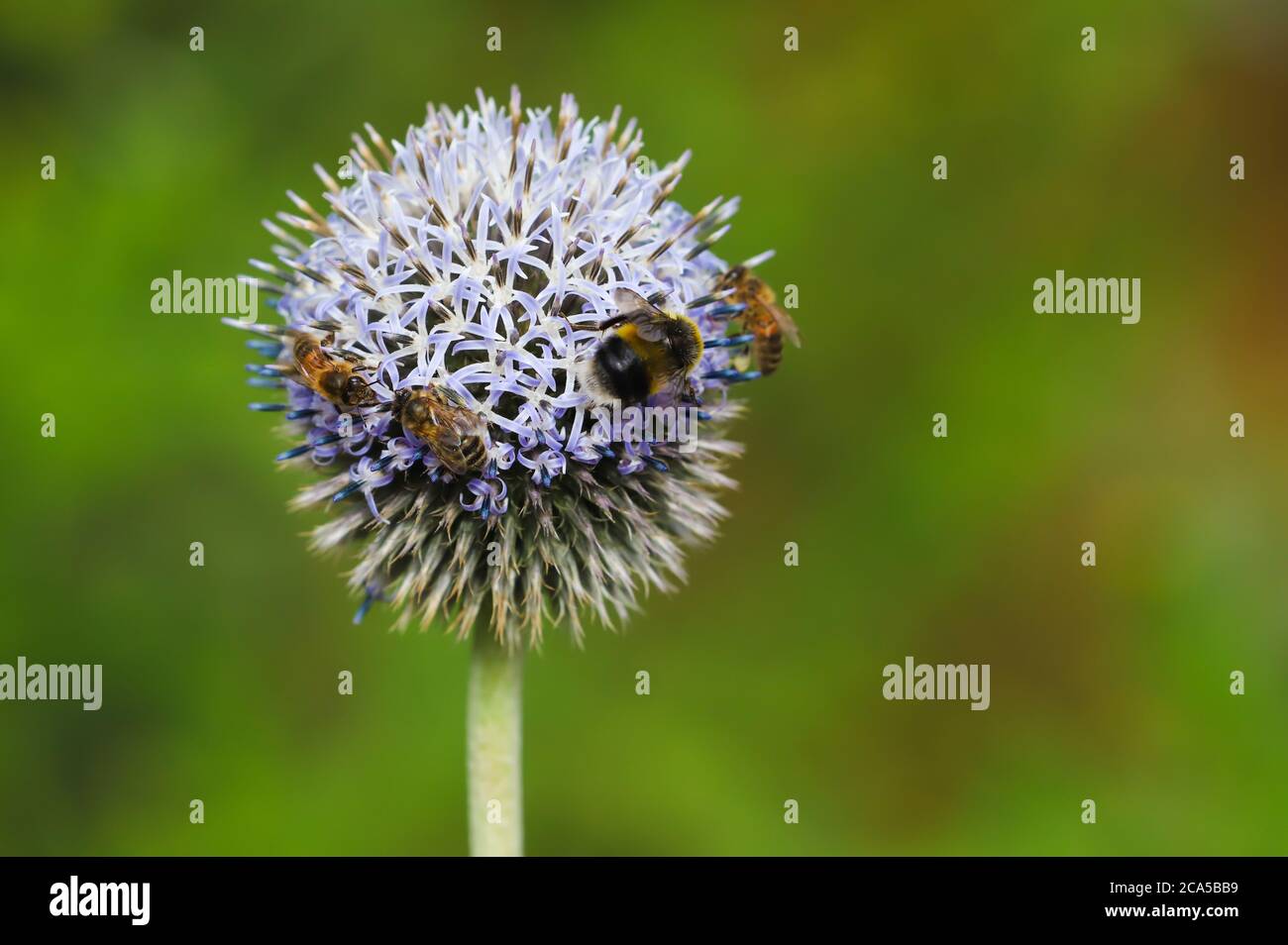 Nahaufnahme einer Globe Thistle (Echinops) Blume mit Bienen Im Sommer Sonnenschein Stockfoto