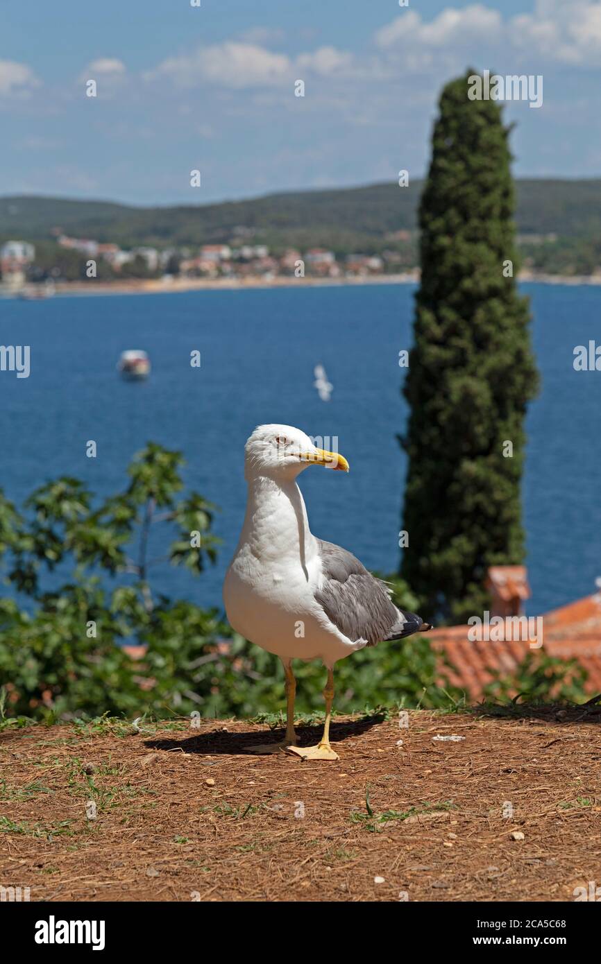 Blick auf das Meer vom Kirchhügel, Gelbmöwe (Larus michahellis), Rovinj, Istrien, Kroatien Stockfoto