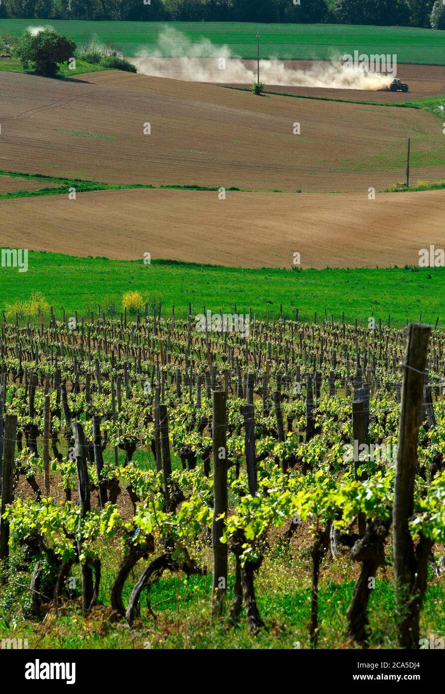 Europa, Frankreich, Occitanie, Midi-Pyrenees, Gascogne, Gers, Weingut Entras, Weinberglandschaft im Frühjahr, Weintraktor auf einem Weinberg, in der Mitte des Th Stockfoto