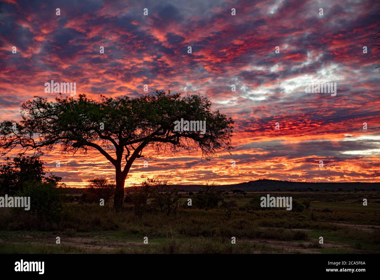Tansania, Randilen, WMA (Wildlife Management Area) im Morgengrauen Stockfoto