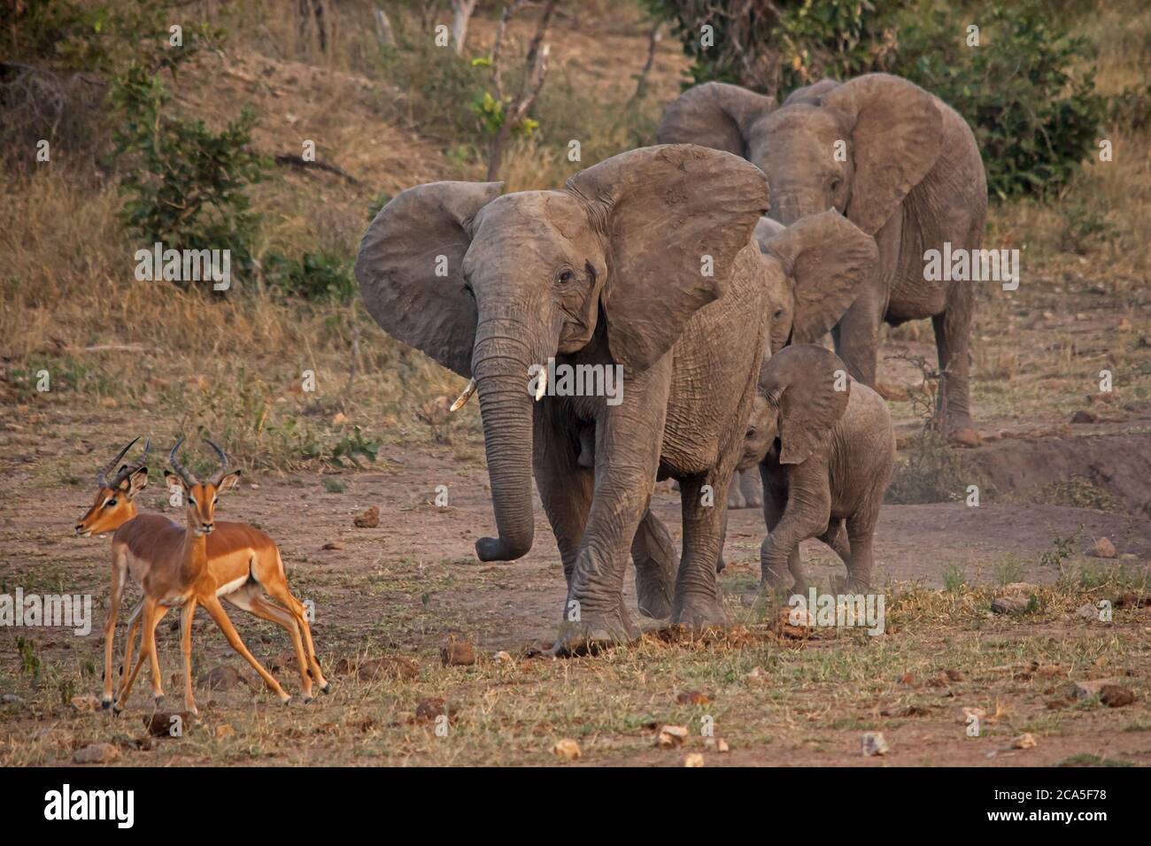 Elefant und Impala Interaktion am Wasserloch 10648 Stockfoto