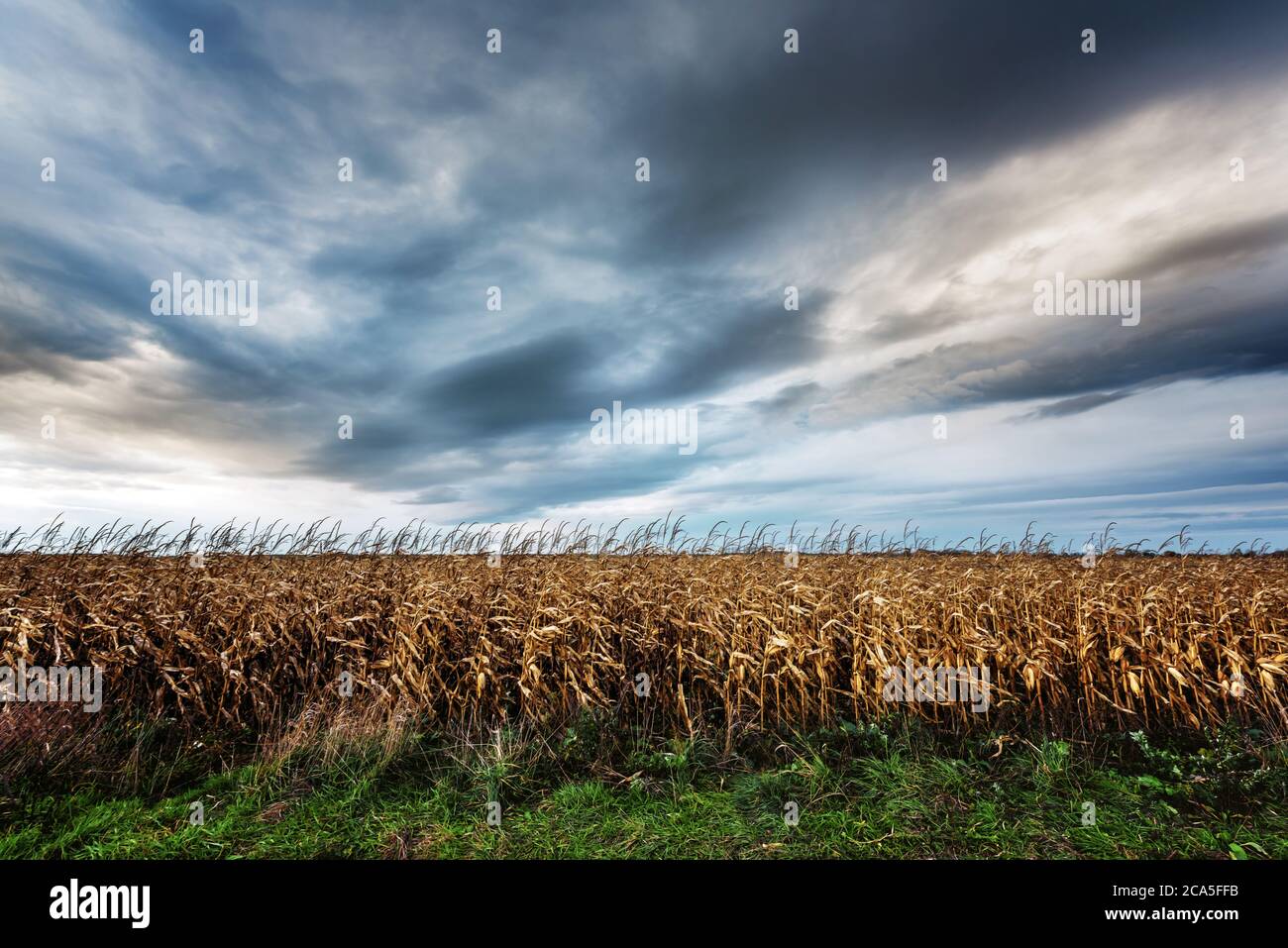 Gelbes Maisfeld bei düsterem Wetter. Herbstlandschaftslandschaft mit Wind und dunklen Wolken Stockfoto