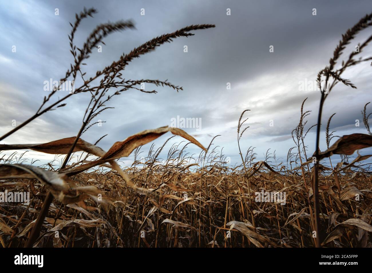 Beängstigendes Maisfeld bei düsterem Wetter. Herbstlandschaftslandschaft mit Wind und dunklen Wolken Stockfoto