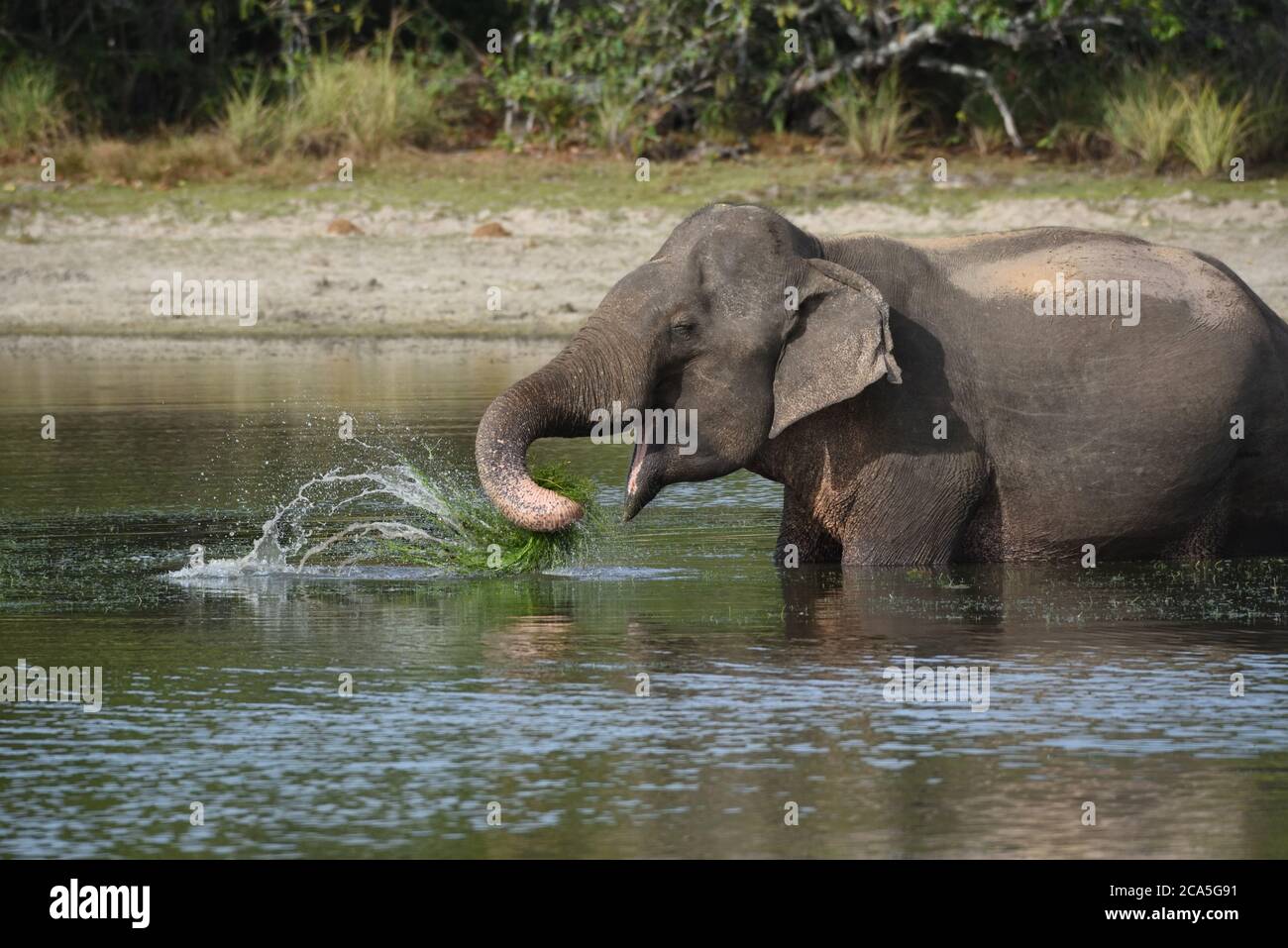 Srilankischer Elefant (Elephas maximus maximus) grast in einem flachen See auf grüner Vegetation im Wilpattu Nationalpark in Sri Lanka. Stockfoto