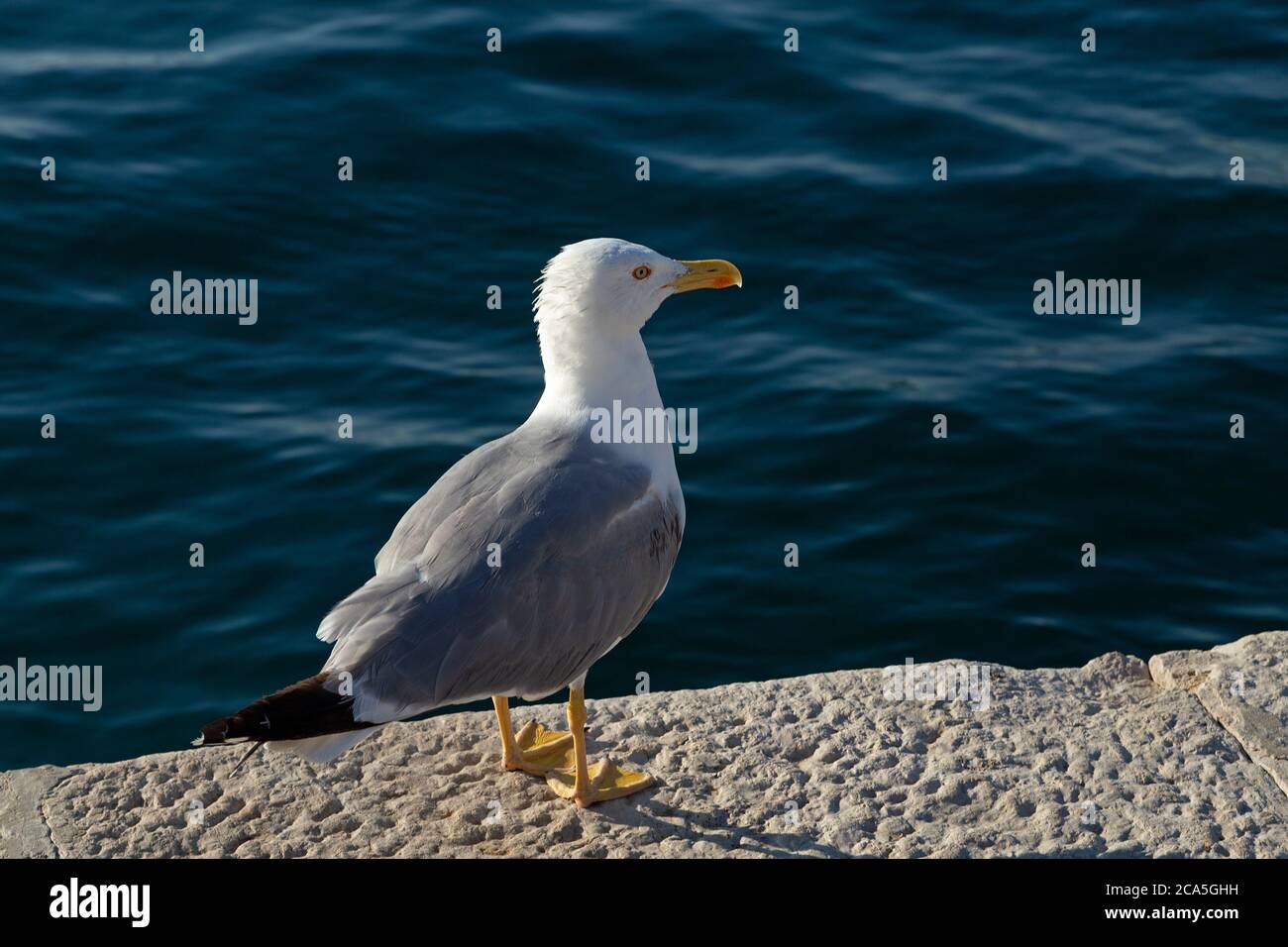 Gelbbeinmöwe (Larus michahellis), Rovinj, Istrien, Kroatien Stockfoto