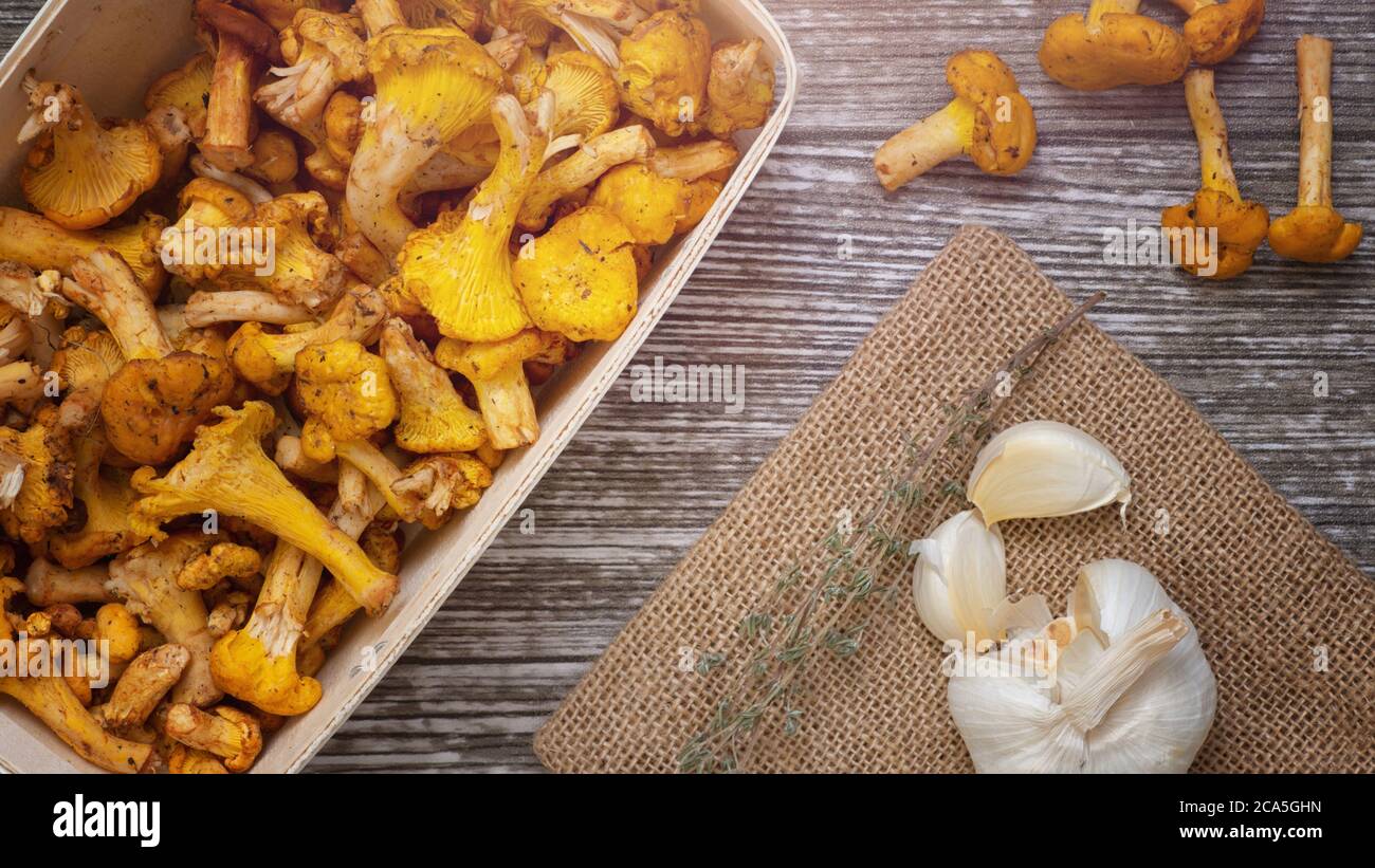 Flaches Lay von frisch gepflückten Ernte Cantharellus cibarius Pilze auf Holz Küchentisch bereit, um Rezept Zutaten gekocht werden Stockfoto