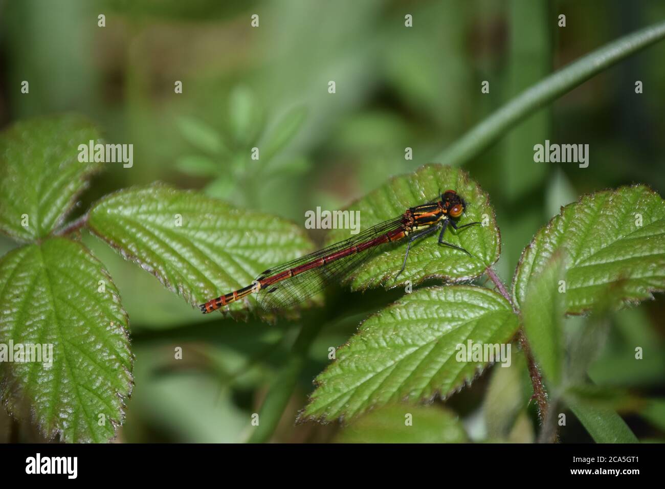 Große rote Damselfly auf Bramble Blatt Stockfoto