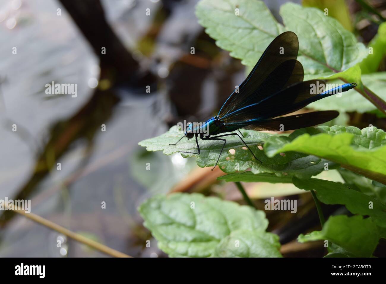 Männliche demoiselle agrion biegende Flügel Stockfoto