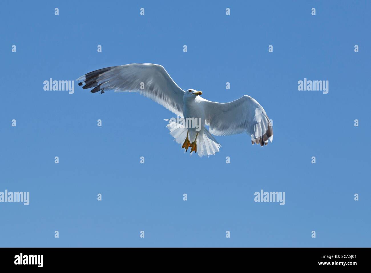 Gelbbeinmöwe (Larus michahellis) im Flug, in der Nähe von Rovinj, Istrien, Kroatien Stockfoto