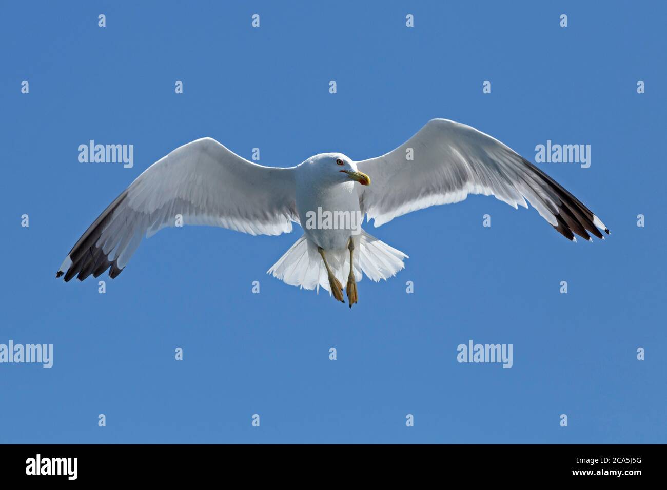 Gelbbeinmöwe (Larus michahellis) im Flug, in der Nähe von Rovinj, Istrien, Kroatien Stockfoto