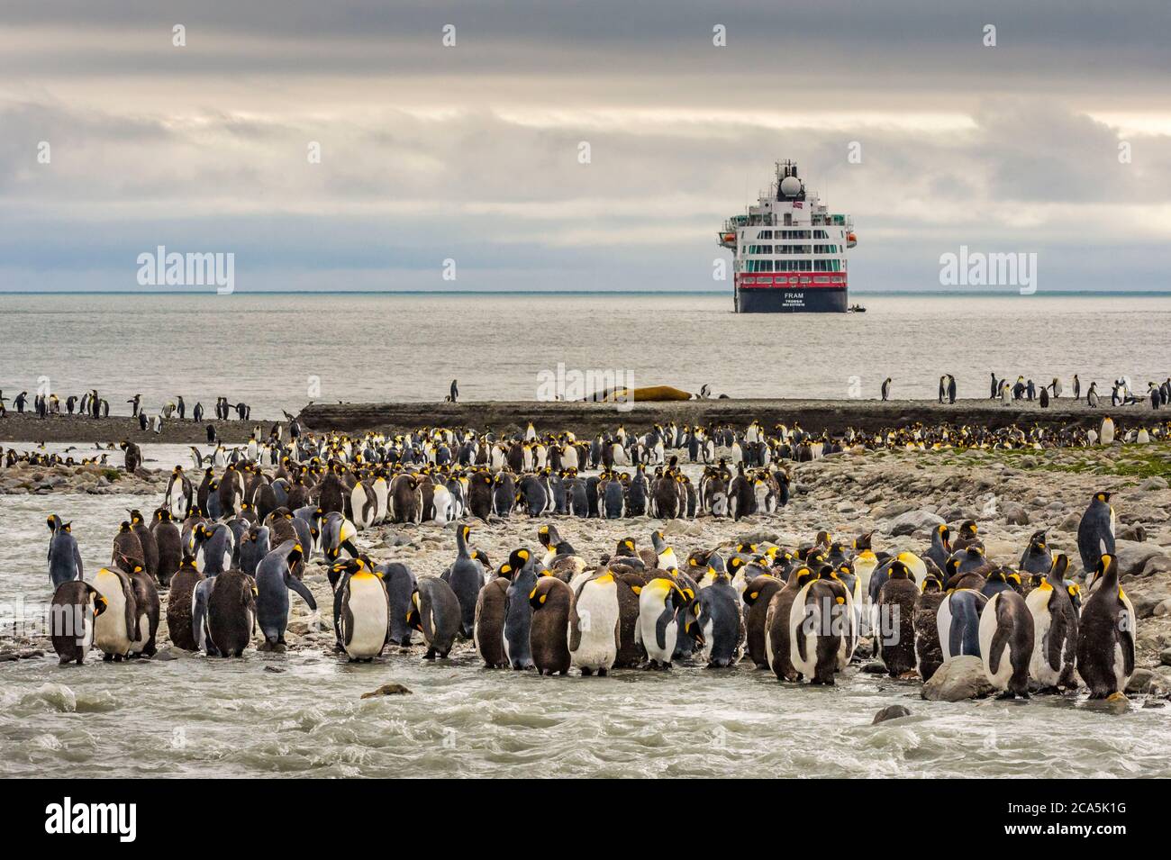 Antarktis, Südgeorgien (britisches Überseegebiet), Saint Andrews Bay, Kolonie der Königspinguine (Aptenodytes patagonicus) Stockfoto