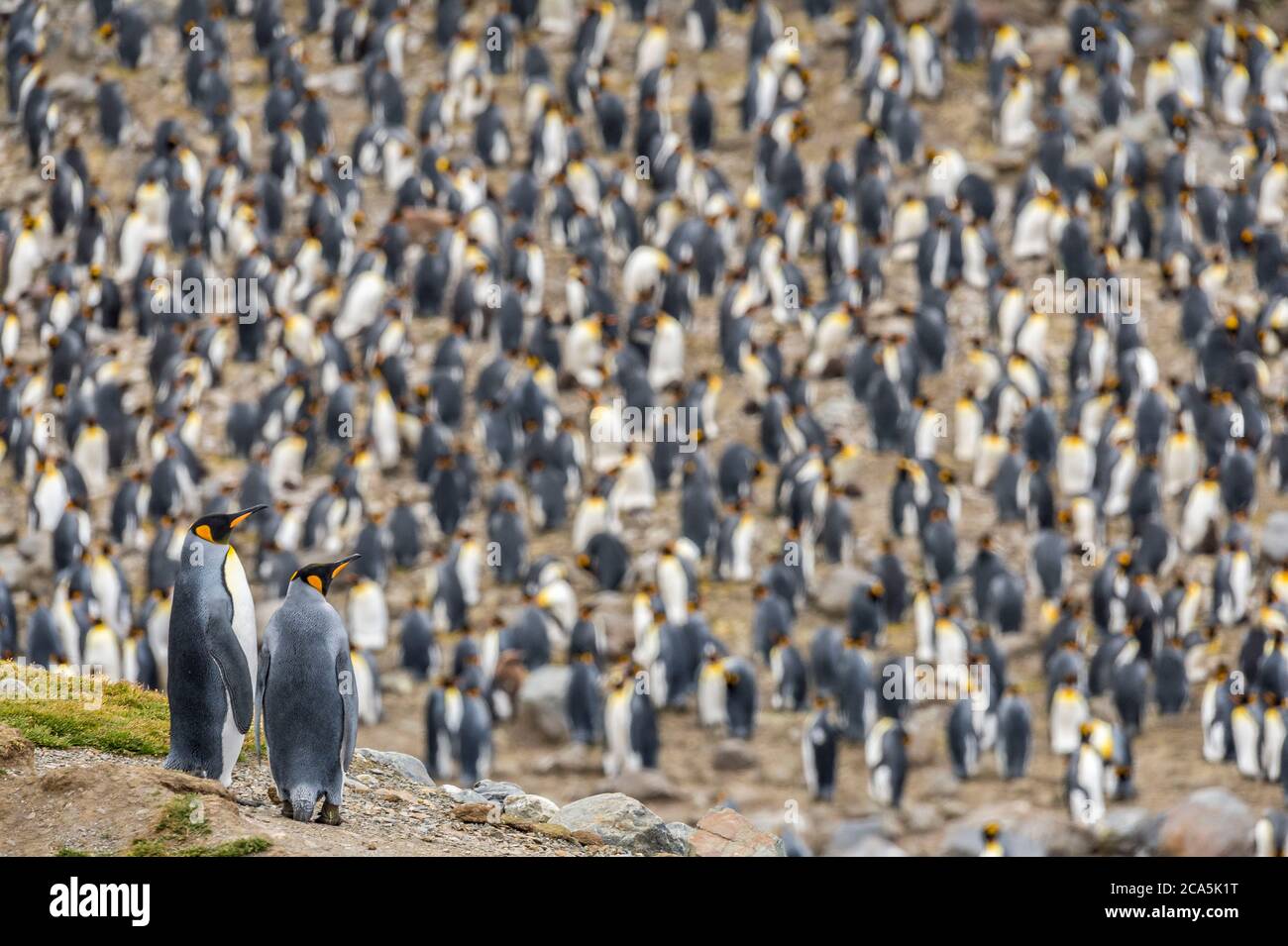 Antarktis, Südgeorgien (britisches Überseegebiet), Saint Andrews Bay, Kolonie der Königspinguine (Aptenodytes patagonicus) Stockfoto
