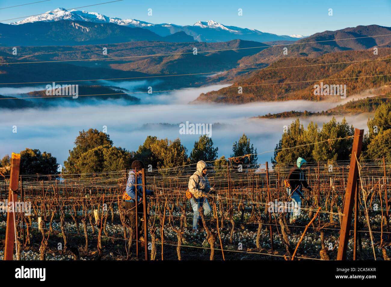 Frankreich, Aude, Antugnac, Weinberg, Weinberglandschaft und Weinbautätigkeit, Ernteleben Szene Stockfoto