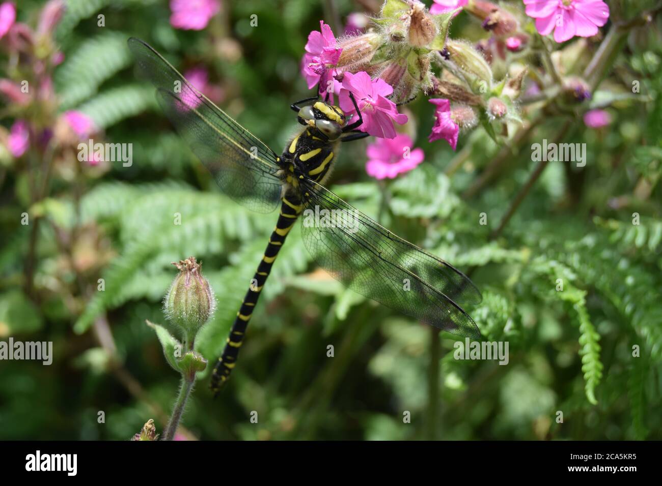 Goldene Ringelfliege auf rosa Blume Stockfoto