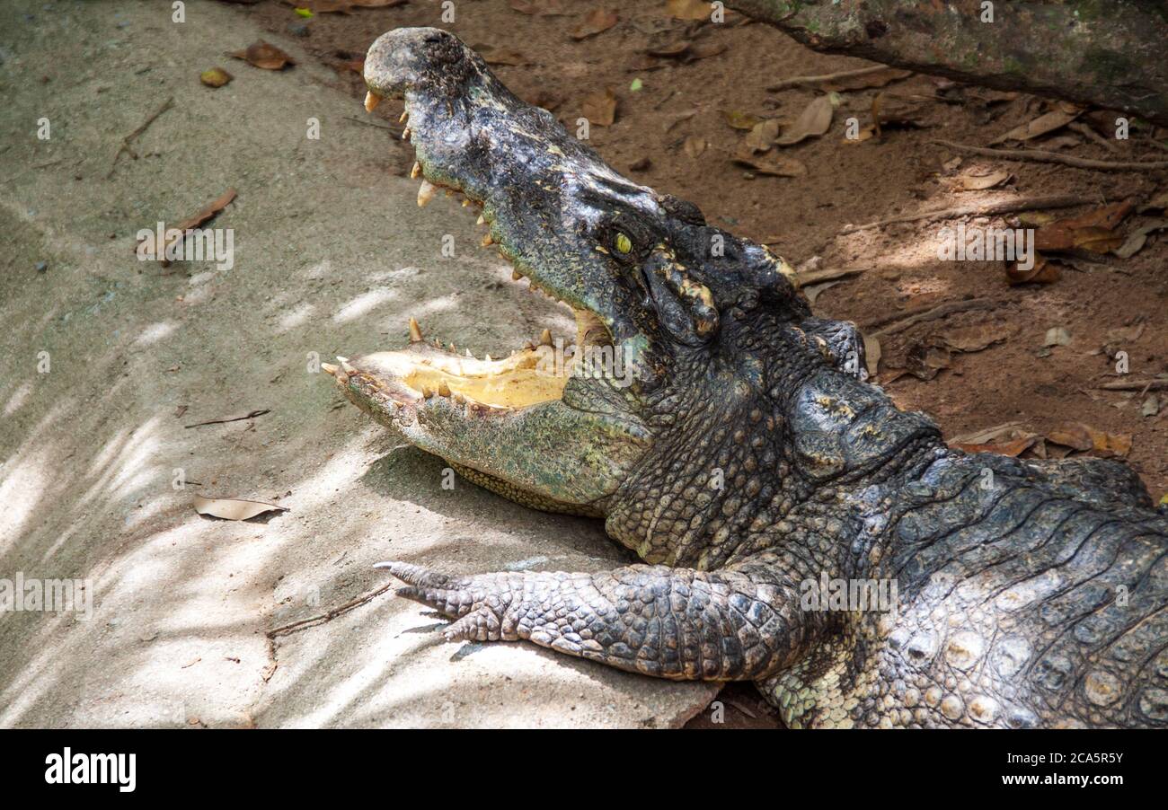 Große Offene Münder Stockfotos und -bilder Kaufen - Alamy